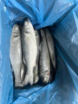 Sea Bass Grade 1,5-2 Place of Origin - SAGUN  - Turkey