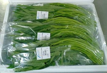 Morning Glory Ong Choi Color Green Texture Crunchy Grade A - Ong choi Place of Origin Thailand Export Status Worldwide Export - Blue Jay Oriental Foods Thailand Ltd - United Kingdom