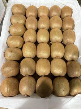 FRESH PREMIUM KIWIFRUIT FROM SOUTH AFRICA! CLASS 1 QUALITY! NEW CROPS EXCELLENT PACKING - NINE FRUITS EXPORTS (PTY) LTD - South Africa
