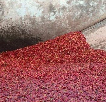 Coffee - Felicidad General supplier - Tanzania