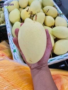 Vietnam Fresh Cat Chu Mango – Premium Export Quality | GAP-Certified Vietnamese Mango Supplier – product photo, Fresh Green Mango products found from trusted suppliers, wholesalers, manufacturers & exporters Listing