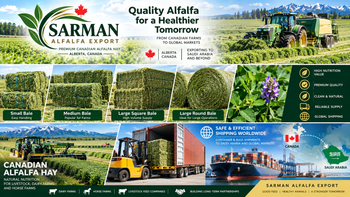 Premium Canadian Alfalfa Hay – Large Square Bales - SARMAN ALFALFA EXPORT - Canada