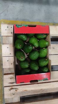 Fresh avocado Hass - Organic Bounty - United Arab Emirates