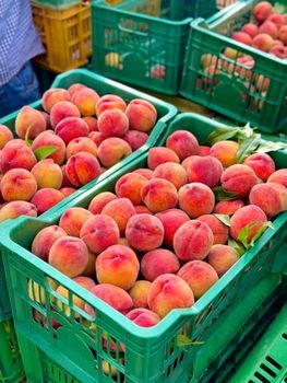 Peach - Cix For Export - Egypt
