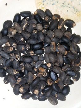 Premium Quality Jatropha Curcas Seeds – Non-Edible Oil Seeds for Biofuel & Agriculture - THE GREEN INTERNATIONAL LIMITED - Tanzania
