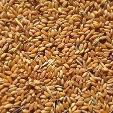 Feed Wheat - Franc Commercial Group S.R.L. - Moldova, Republic of