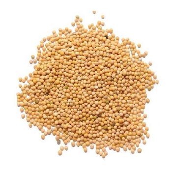 Spices Factory Wholesales high-quality kitchen seasonings mustard seeds yellow mustard seeds dried mustard with low price – product photo, Dried Whole Spices products found from trusted suppliers, wholesalers, manufacturers & exporters Listing