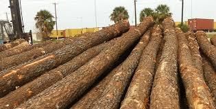 Pine Wood Color White Origin Nepal Material Pine Wood Price Per Unit 15 Usd Per - Nagasore timber  - Nepal