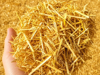 Livestock, Meat, Maize (Corn) / Corn Silage, Lucerne (Alfalfa), Wheat Bran, Wheat Straw, Rice Straw, Rice Husk, Sugar C from MIRZA FARMHOUSE Livestock, Meat, Maize (Corn) / Corn Silage, Lucerne (Alfalfa), Wheat Bran, Wheat Straw, Rice Straw, Rice Husk, Sugar C - MIRZA FARMHOUSE - Pakistan