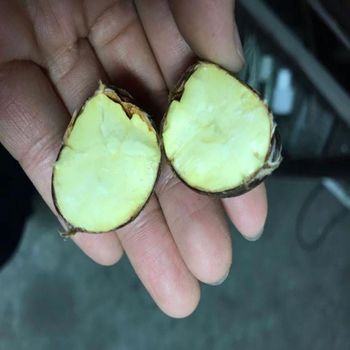 fresh chestnuts Origin China Features Organic Product Type Fruits & Vegetables - Taian guiyou Taishan chestnut co.,Ltd  - China