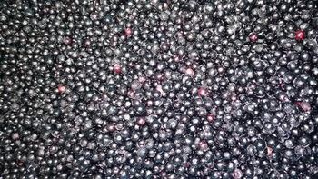 Iqf Elderberry - AG FEEDING - Poland