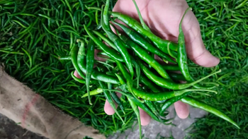 Premium Green Chilli - Export Quality - V Organics FZ LLC - United Arab Emirates
