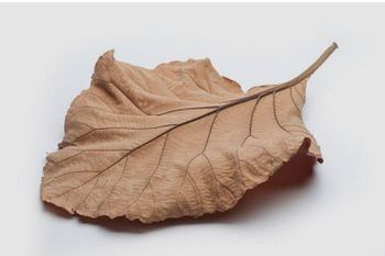 dry teak leaves - UD BERKAH ALIYA MANDIRI - Indonesia