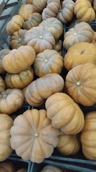 Fairytale Pumpkins – Now in Season! - EGAST - Egypt
