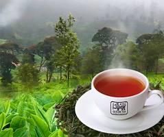 Ceylon Tea from pelawatte Ceylon Tea - pelawatte - Saudi Arabia