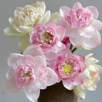 Premium Quality Fresh Decorative Flower Fresh Cut Flower Lotus for Decoration - Kunming Gold Petal Co., Ltd. - China