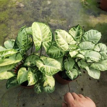 Syngonium Podophyllum Indoor Plants - Guangzhou Yihe Gardening Co., Ltd. - China