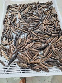 SEA CUCUMBER Quality HIGH Packaging CARTON 20KG Certification ISO 22000:2018 Monthly Dried Export 2 To 2.5 Tons Product Forms Boiled, Frozen, Dried - PAPAMICHAIL THEOFILOS - Greece