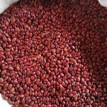 Red kidney bean from Eliana import export Red kidney bean - Eliana import export - Ethiopia
