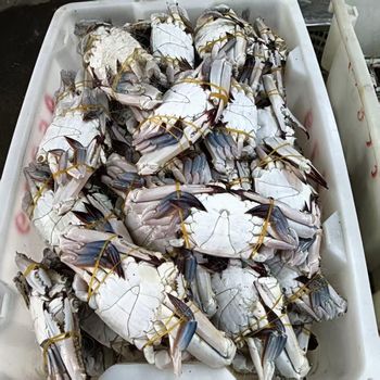 Frozen Crab High Quality Fresh Seafood Suitable for Food Distributors Restaurants Supermarkets and Export Markets - PILOTEXPORT IMPORT AND EXPORT LTD - South Africa