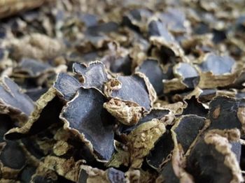 Dried Black Ginger Slices (Kaempferia Parviflora) - Premium Grade High Quality Kaempferia Parviflora Herbal Extract Wild-Cultivated Dried Black Ginger Thai Ginseng ThailandBlack ginger - KAEWMUNGKORNPHAESAJ CO., LTD. - Thailand