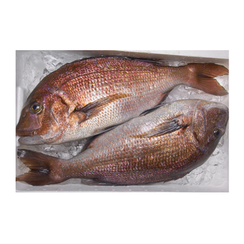 Hot Selling Price Frozen Red Seabream Fish | Whole Red Sea Bream Fish in Bulk  -  CALIPSO POLSKA SP Z OO  - Poland