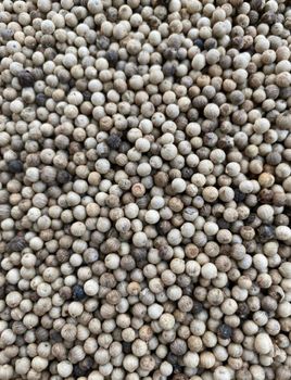 White Pepper Light Berries 2% Foreign Matter 1% Broken Berries 5% Piperine Content 4% Shelf Life 24 Months Moisture Content 12% - MY COCOA - Cameroon