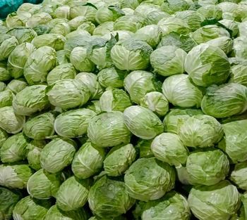 HEALTHY FRESH WHOLE GREEN CABBAGE 15-20cm, 1-3 Kg per head,10Kg CARTONS FOR SALE - Sosa Merchant Solutions - Austria