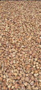 Betel Nut - PT JDM - Indonesia