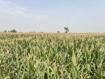 Corn Place of Origin Pakistan Packaging According to buyer requirements Packaging Details 50 kg pp bags or in bulk bags 100 - Garden to global exports pvt ltd  - Pakistan