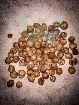 White Cardamom from Wigeri Cantria International White Cardamom - Wigeri Cantria International - Indonesia