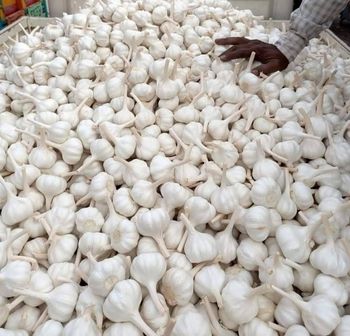 Fresh Garlic Bulbs – Premium Quality Wholesale & Retail Supply - THE GREEN INTERNATIONAL LIMITED - Tanzania