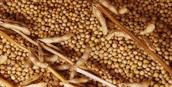 Wholesale Soya Beans - Growlentis Enterprise Limited - Kenya