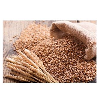 Hot Selling Price Of Organic Whole Wheat Grains In Bulk Quantity from CALIPSO POLSKA SP Z OO Hot Selling Price Of Organic Whole Wheat Grains In Bulk Quantity - CALIPSO POLSKA SP Z OO - Poland