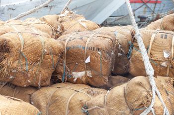 Cotton Hulls for Sale wholesale - malter group - Tanzania