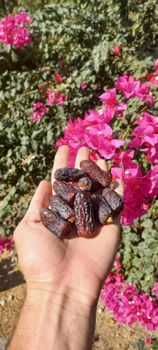 Piarom date – product photo, Date products found from trusted suppliers, wholesalers, manufacturers & exporters Listing
