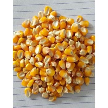 Cattle Feed - Jaishnavi Exports - India