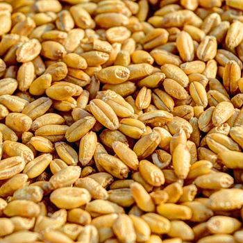 Natural Durum Wheat Grain With Golden Color Wheat Texture For Industrial Milling And Wholesale Export from malter group Natural Durum Wheat Grain With Golden Color Wheat Texture For Industrial Milling And Wholesale Export - malter group - Tanzania
