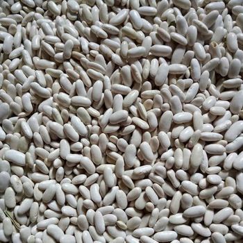 white beans Packing Weight 25 Kg Grain Weight 190-210 - Egitra Co. - Egypt