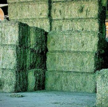 Alfalfa Al-Hijazi - Mazen - United Arab Emirates