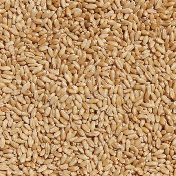 Superior Wheat Grain With 99% Wheat Purity And Natural Nutrients For Bulk Trading - THE GREEN INTERNATIONAL LIMITED - Tanzania