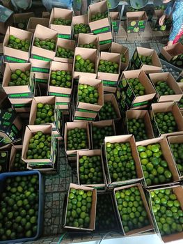 seedless lime - Thuan trading Co - Vietnam