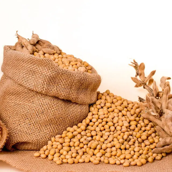 Fresh Harvest Soybeans – Premium Agricultural Crop Ready for Export and delivery worldwide - FK GLOBAL TRADING - Netherlands