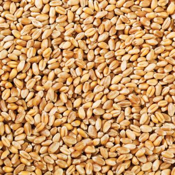Organic Durum Wheat Kernels Offering Strong Gluten Wheat Quality For Milling And International Bulk Trade - malter group - Tanzania