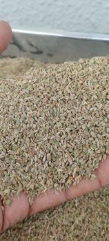 Carom Seeds Grade - Khedutvanshi Enterprises - India