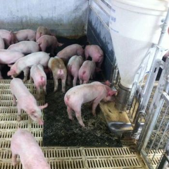 Good Quality Fiber Reinforced Wean Farrowing Rearing Warm Pig Sow Feed Save Rubber Mat - Qingdao Kingstone Industry Co., Ltd. - China