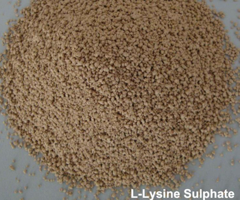 L-Lysine HCl - Veltrivo Exports & Imports - India