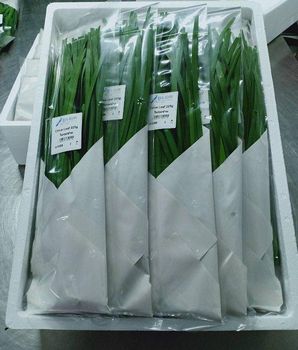 Chive Leaf Place of Origin Thailand Grade A Chinese Flat Leaf Chive Packaging 25 x 200g 5Kg Foam - Blue Jay Oriental Foods Thailand Ltd - United Kingdom