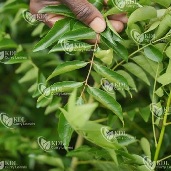 Fresh Premium Curry Leaves Shipping Method Air Cargo Harvesting Frequency Daily Transit Time 3–4 Days To Gcc Supply Capacity 1–2 Tonnes Per - KDL Curry Leaves - India