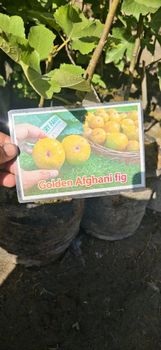 Golden Afghani figs live plants - ATTA NAEEM TRADERS ( PRIVATE) LIMITED - Pakistan